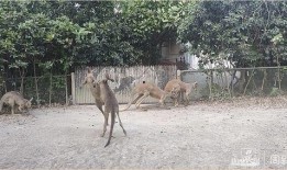 天津动物园爆料新闻事件,动物行为异常引发关注